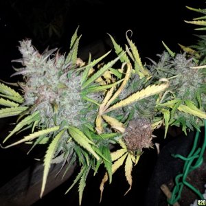 Brown patches - bud rot or not?