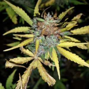 Brown patches - bud rot or not?