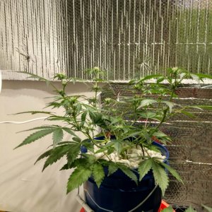 day26_hempy_mbap