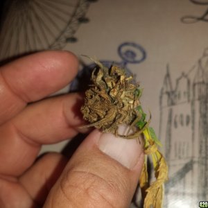 Bud rot?