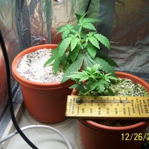 New grow cfl/soil