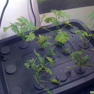 Church clones after cliiping from sick mothers