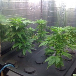 Church clones 3 weeks later