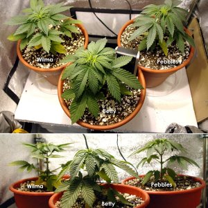 Usul's Grow 2.1 - Day 33