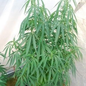 Lebby indica pheno staring to flower