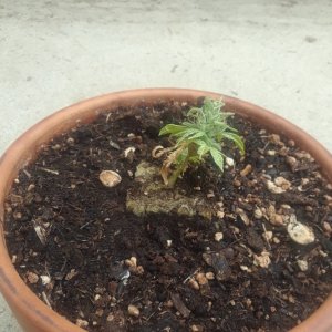 mini_plant