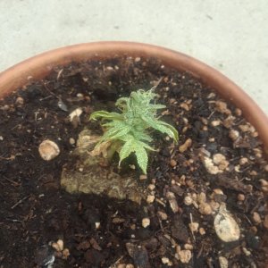 mini_plant_2