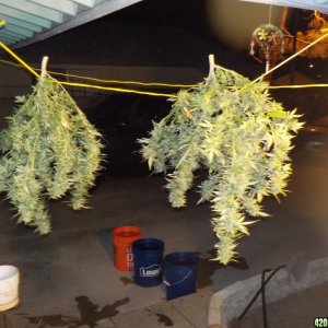 Harvest Will #1