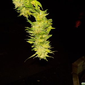 Harvest Will #1