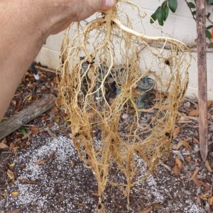 AK-47 day 114 roots