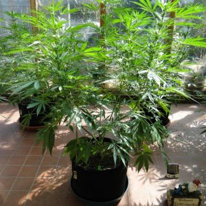 2017 Multi-Strain Sunroom Grow-Day 20 of Flowering-9/9/17