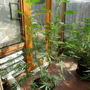 2017 Multi-Strain Sunroom Grow-Day 20 of Flowering-9/9/17