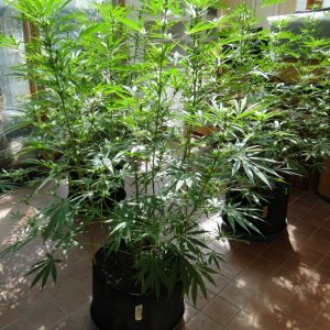 2017 Multi-Strain Sunroom Grow-Day 20 of Flowering-9/9/17