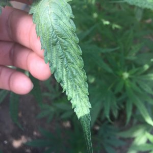 Cannabis plant leaf