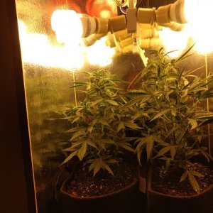 Auto Candy Kush Grow