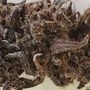 Dark Devil Nug Close-up