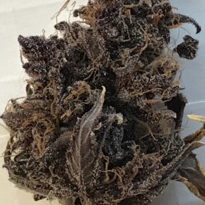 Dark Devil Nug