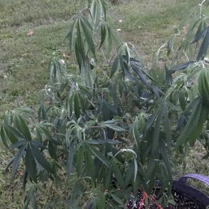 Plant watering