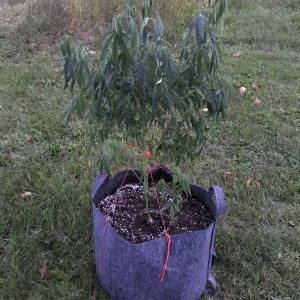 Plant watering