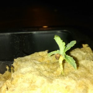 Seedling #1