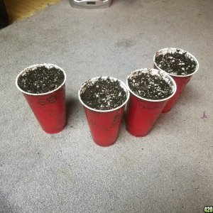 The start of my new grow