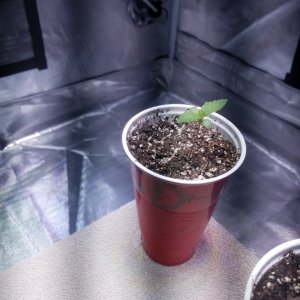 The start of my new grow