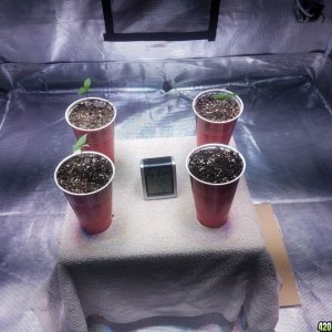 The start of my new grow