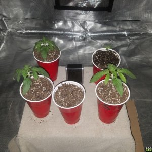 The start of my new grow