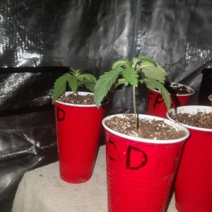 The start of my new grow