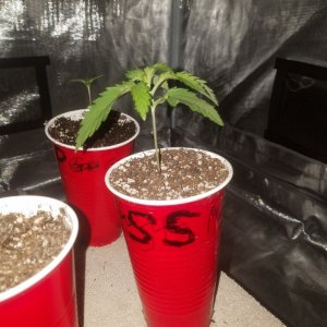 The start of my new grow