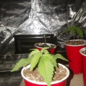 The start of my new grow