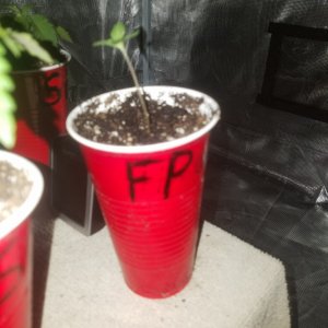 The start of my new grow