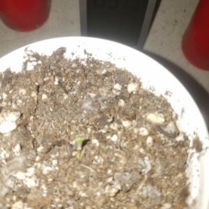 The start of my new grow