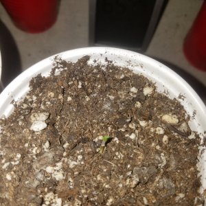 The start of my new grow