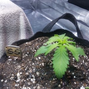 The start of my new grow