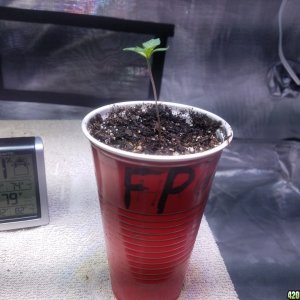 The start of my new grow