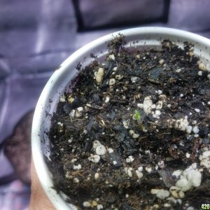 The start of my new grow