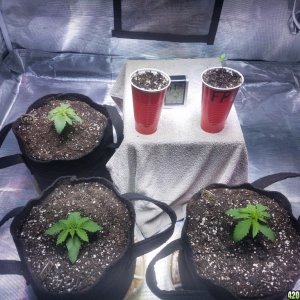 The start of my new grow