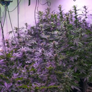 Main room - Flowering day 28