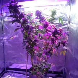 Bulk Seed Bank Northern Light Feminised.