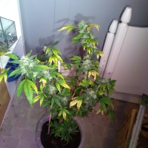 Bulk Seed Bank Northern Light Feminised.