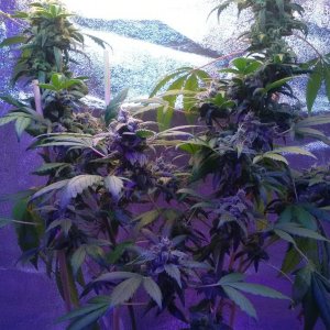 Bulk Seed Bank Northern Light Feminised.