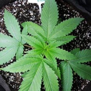 Abby; Bubba Kush; GreenThunder grow1