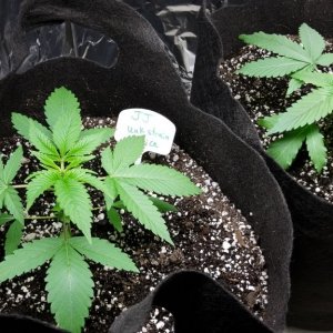 Indicas; GreenThunder grow1