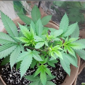 Dianna; Sour Diesel; GreenThunder grow1