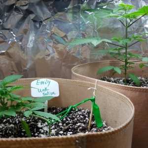 Sativas; GreenThunder grow1