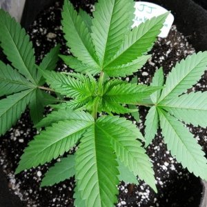 JJ; unknown strain; Indica; GreenThunder grow1