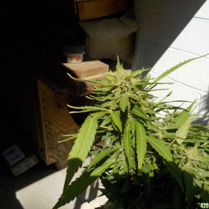 Backyard Update and Bud Porn