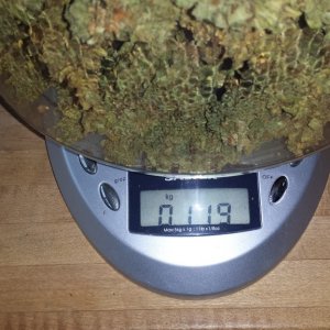 Blueberry 2 119 grams dried plus low and slow