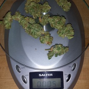 Blueberry 2 low and slow 5 grams + 119 = 124 g total